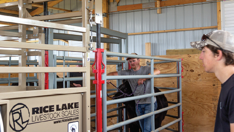 Sas Single Animal Livestock Scale