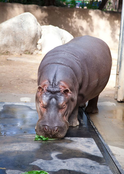 Fs Kingofzoo Hippo 2