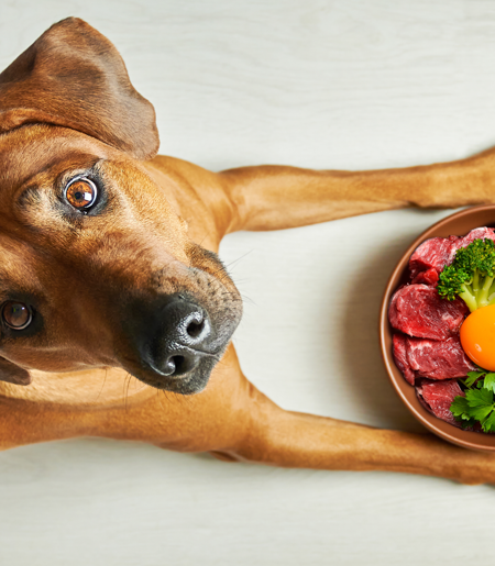 1 SC Web Petfoodsafety Image