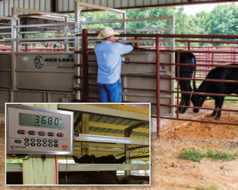 Weighing Cattle