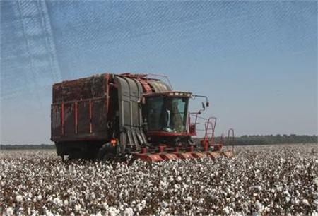 Cotton Picking Prev