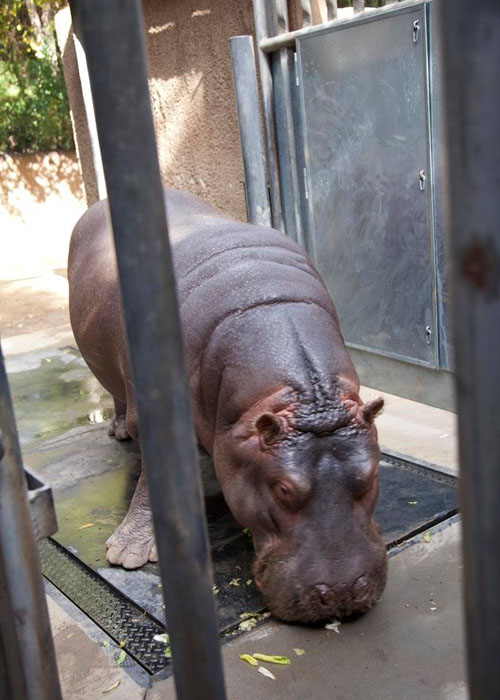 Fs Kingofzoo Hippo 1