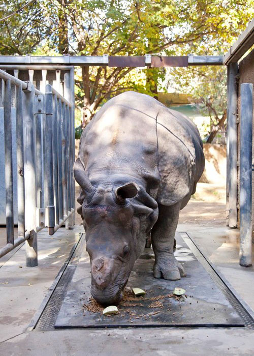 Fs Kingofzoo Rhino 1